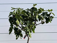 Vijgenboom laagstam xl - ficus carica - hoogte ca. 200 cm - afbeelding 6 van  7