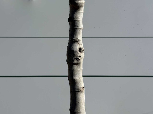 Vijgenboom laagstam xl - ficus carica - hoogte ca. 200 cm - afbeelding 7 van  7