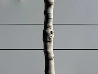 Vijgenboom laagstam xl - ficus carica - hoogte ca. 200 cm - afbeelding 7 van  7