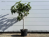 Vijgenboom laagstam xl - ficus carica - hoogte ca. 200 cm - afbeelding 1 van  5