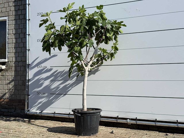 Vijgenboom laagstam xl - ficus carica - hoogte ca. 200 cm - afbeelding 2 van  5