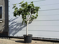 Vijgenboom laagstam xl - ficus carica - hoogte ca. 200 cm - afbeelding 2 van  5