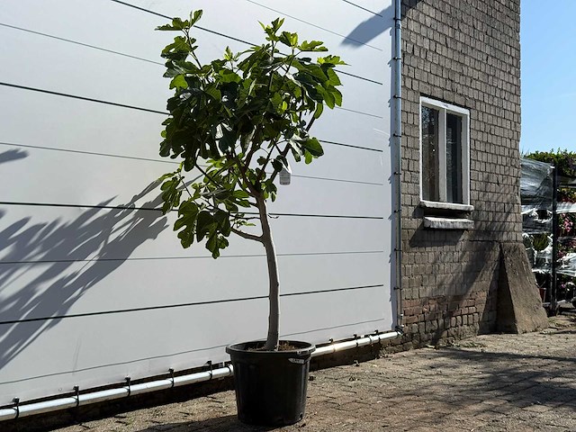 Vijgenboom laagstam xl - ficus carica - hoogte ca. 200 cm - afbeelding 3 van  5