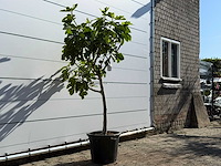 Vijgenboom laagstam xl - ficus carica - hoogte ca. 200 cm - afbeelding 3 van  5