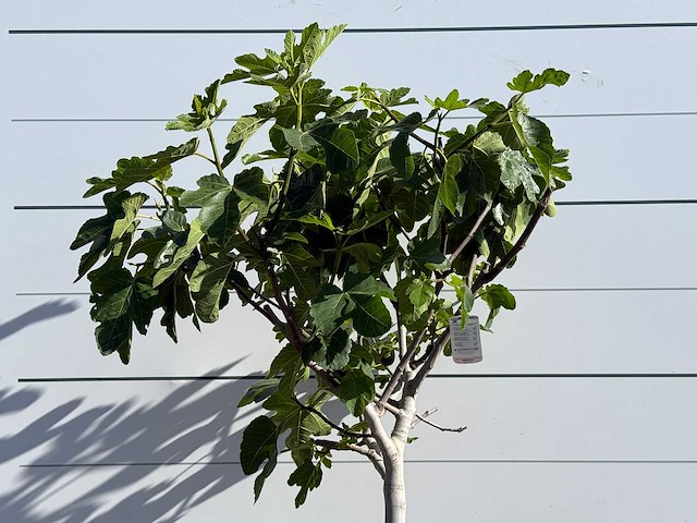 Vijgenboom laagstam xl - ficus carica - hoogte ca. 200 cm - afbeelding 4 van  5