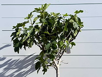Vijgenboom laagstam xl - ficus carica - hoogte ca. 200 cm - afbeelding 4 van  5