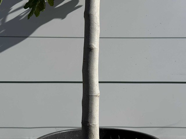 Vijgenboom laagstam xl - ficus carica - hoogte ca. 200 cm - afbeelding 5 van  5