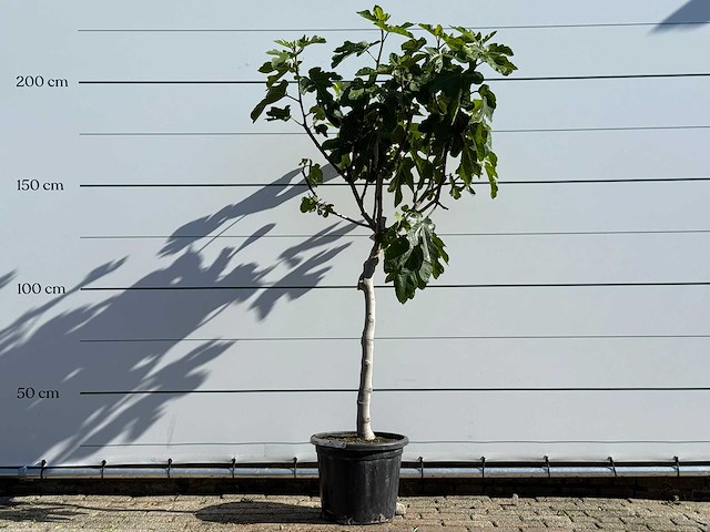 Vijgenboom laagstam xl - ficus carica - hoogte ca. 200 cm - afbeelding 1 van  5