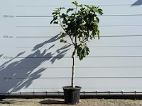 Vijgenboom laagstam xl - ficus carica - hoogte ca. 200 cm - afbeelding 1 van  5