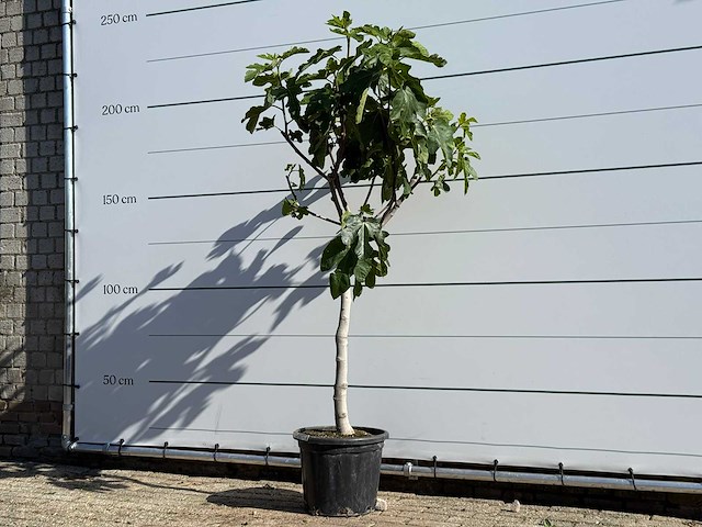 Vijgenboom laagstam xl - ficus carica - hoogte ca. 200 cm - afbeelding 2 van  5