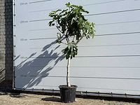 Vijgenboom laagstam xl - ficus carica - hoogte ca. 200 cm - afbeelding 2 van  5