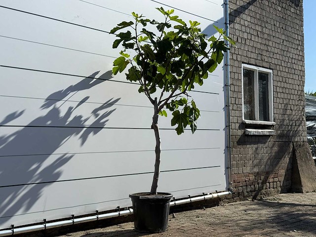 Vijgenboom laagstam xl - ficus carica - hoogte ca. 200 cm - afbeelding 3 van  5