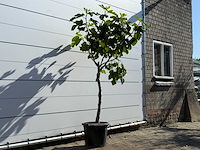 Vijgenboom laagstam xl - ficus carica - hoogte ca. 200 cm - afbeelding 3 van  5