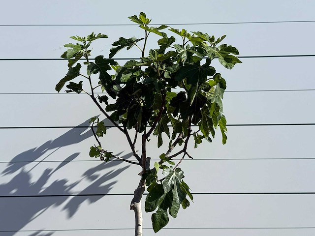 Vijgenboom laagstam xl - ficus carica - hoogte ca. 200 cm - afbeelding 4 van  5