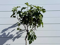 Vijgenboom laagstam xl - ficus carica - hoogte ca. 200 cm - afbeelding 4 van  5