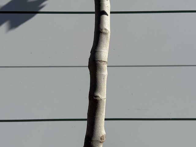 Vijgenboom laagstam xl - ficus carica - hoogte ca. 200 cm - afbeelding 5 van  5