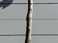 Vijgenboom laagstam xl - ficus carica - hoogte ca. 200 cm - afbeelding 5 van  5