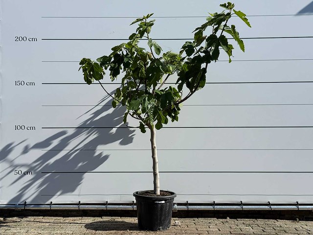 Vijgenboom laagstam xl - ficus carica - hoogte ca. 200 cm - afbeelding 2 van  5