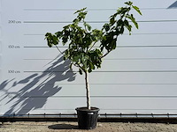 Vijgenboom laagstam xl - ficus carica - hoogte ca. 200 cm - afbeelding 2 van  5