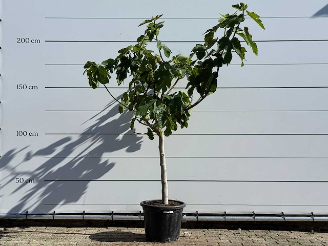 Vijgenboom laagstam xl - ficus carica - hoogte ca. 200 cm - afbeelding 3 van  5