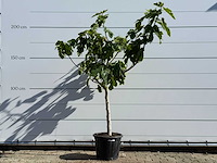 Vijgenboom laagstam xl - ficus carica - hoogte ca. 200 cm - afbeelding 3 van  5