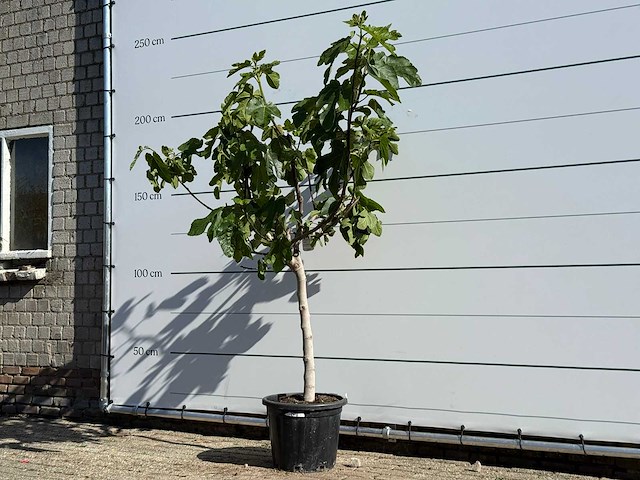 Vijgenboom laagstam xl - ficus carica - hoogte ca. 200 cm - afbeelding 4 van  5
