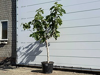 Vijgenboom laagstam xl - ficus carica - hoogte ca. 200 cm - afbeelding 4 van  5