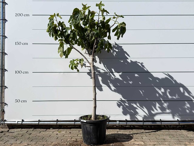 Vijgenboom laagstam xl - ficus carica - hoogte ca. 200 cm - afbeelding 1 van  5