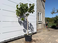 Vijgenboom laagstam xl - ficus carica - hoogte ca. 200 cm - afbeelding 3 van  5