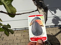 Vijgenboom laagstam xl - ficus carica - hoogte ca. 200 cm - afbeelding 5 van  5