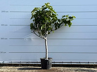 Vijgenboom laagstam xl - ficus carica - hoogte ca. 200 cm - afbeelding 1 van  5