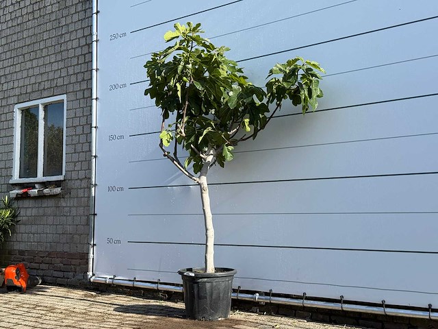 Vijgenboom laagstam xl - ficus carica - hoogte ca. 200 cm - afbeelding 2 van  5