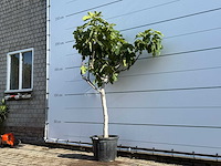 Vijgenboom laagstam xl - ficus carica - hoogte ca. 200 cm - afbeelding 2 van  5
