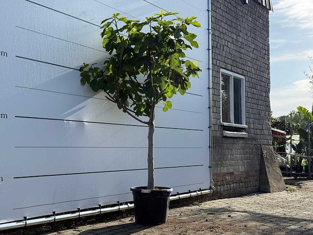 Vijgenboom laagstam xl - ficus carica - hoogte ca. 200 cm - afbeelding 3 van  5