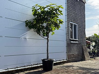 Vijgenboom laagstam xl - ficus carica - hoogte ca. 200 cm - afbeelding 3 van  5