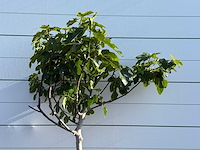 Vijgenboom laagstam xl - ficus carica - hoogte ca. 200 cm - afbeelding 4 van  5