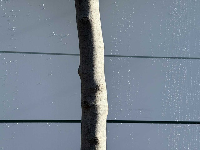 Vijgenboom laagstam xl - ficus carica - hoogte ca. 200 cm - afbeelding 5 van  5
