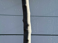 Vijgenboom laagstam xl - ficus carica - hoogte ca. 200 cm - afbeelding 5 van  5