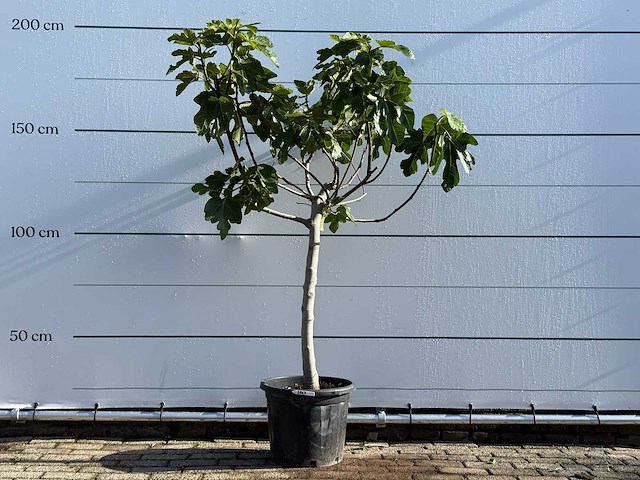 Vijgenboom laagstam xl - ficus carica - hoogte ca. 200 cm - afbeelding 1 van  5