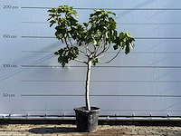 Vijgenboom laagstam xl - ficus carica - hoogte ca. 200 cm - afbeelding 1 van  5