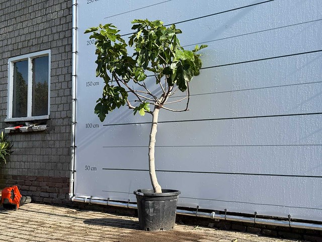 Vijgenboom laagstam xl - ficus carica - hoogte ca. 200 cm - afbeelding 2 van  5