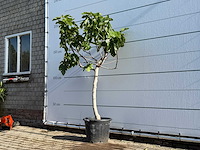 Vijgenboom laagstam xl - ficus carica - hoogte ca. 200 cm - afbeelding 2 van  5