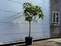 Vijgenboom laagstam xl - ficus carica - hoogte ca. 200 cm - afbeelding 3 van  5