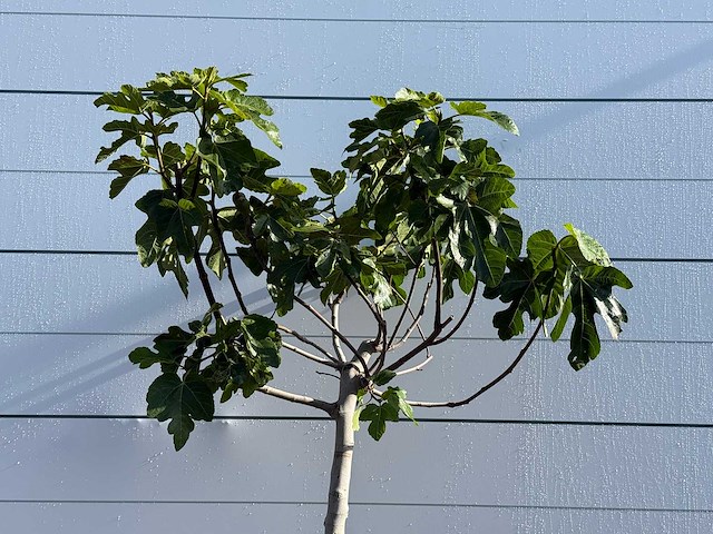 Vijgenboom laagstam xl - ficus carica - hoogte ca. 200 cm - afbeelding 4 van  5