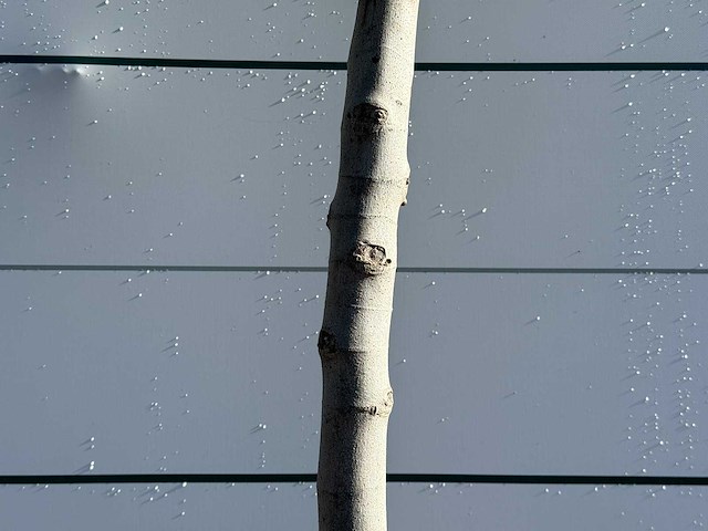 Vijgenboom laagstam xl - ficus carica - hoogte ca. 200 cm - afbeelding 5 van  5