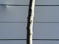 Vijgenboom laagstam xl - ficus carica - hoogte ca. 200 cm - afbeelding 5 van  5
