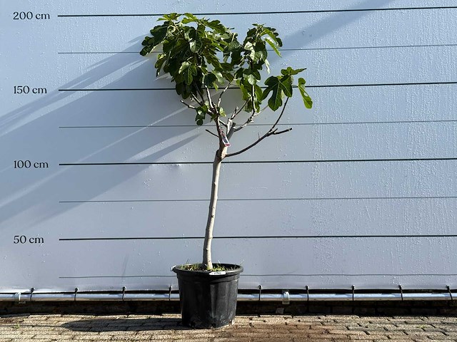 Vijgenboom laagstam xl - ficus carica - hoogte ca. 200 cm - afbeelding 1 van  6