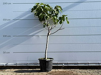 Vijgenboom laagstam xl - ficus carica - hoogte ca. 200 cm - afbeelding 1 van  6