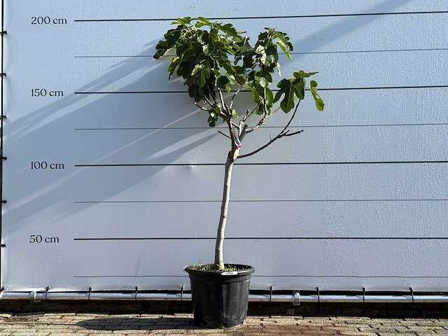 Vijgenboom laagstam xl - ficus carica - hoogte ca. 200 cm - afbeelding 2 van  6