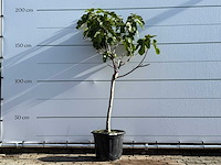 Vijgenboom laagstam xl - ficus carica - hoogte ca. 200 cm - afbeelding 2 van  6